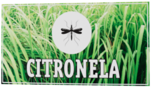 citronela