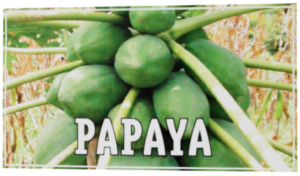 papaya